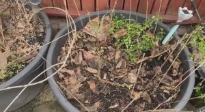 Погода сегодня весенняя и у сирени уже почки набухают.