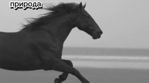 ЛОШАДЬ СКАЧЕТ 🐎.