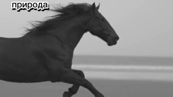 ЛОШАДЬ СКАЧЕТ 🐎.