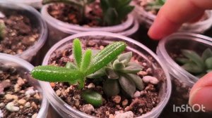 Обзор суккулентов с названиями. 20.02.26.Часть 2.🌵✌