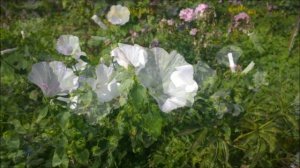 Цветочный микс 2019