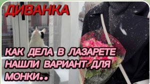 САМВЕЛ АДАМЯН, МИСС ВОНГ, КАК ДЕЛА В ЛАЗАРЕТЕ, НАШЛИ ВАРИАНТ ДОЯ МОНКИ..