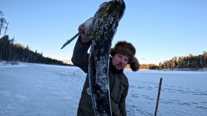 ЖЕРЛИЦЫ ПО ПЕРВОМУ ЛЬДУ И СРАЗУ ТРОФЕЙ. НЕ ЗРЯ ПОСТАВИЛ ЖЕРЛИЦЫ НА ТАЁЖНОМ ОЗЕРЕ. РЫБАК В ШОКЕ