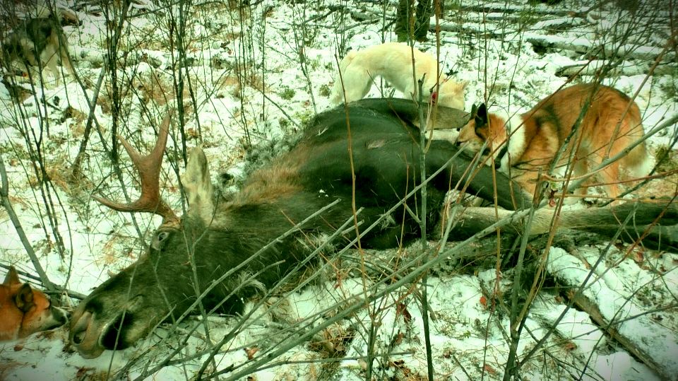 ОХОТА С ЛАЙКАМИ НА ЛОСЯ В РАЗГАР СЕЗОНА. смотреть онлайн