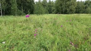 Луговые цветы. Василек Шероховатый