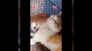 Видео от МЯУтаверс – как метавселенная, но с котами