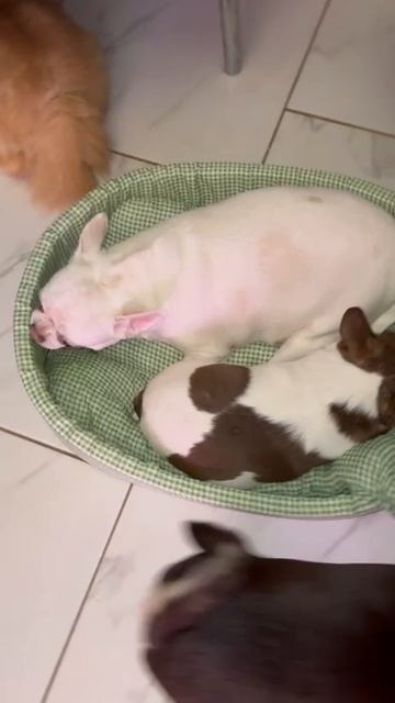 Две подружки. смотреть онлайн