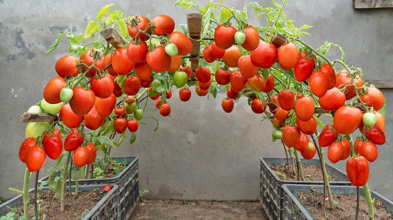 Выращивание помидоров в пластиковых контейнерах — плоды на удивление сочные