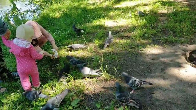 Кормим воробьёв, ворон, голубей, уток, чаек нырков. Всех сразу!