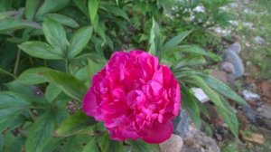 Сборное видео  пионов зарубежной селекции №2