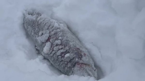 Поимка форели