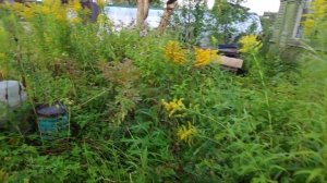 1-Моя новая Дача.. второй участок.. (04.09.21)Спб