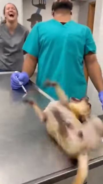 Чихуахуа боится уколов