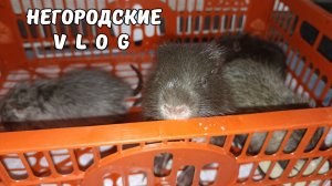 Забрали НУТРЯТ домой. 17.02.26