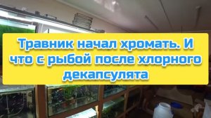 Травник начал хромать. И что с рыбой после хлорного декапсулята