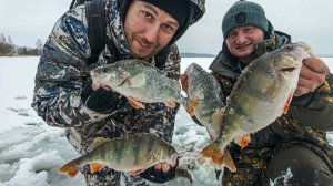 Огромные окуни в Подмосковье! Первый лед 2025! Зимняя рыбалка.