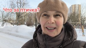 что за птичка?