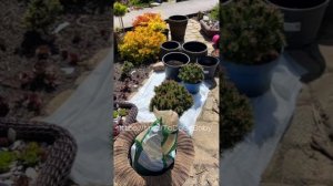 Мастер-класс "Посадка хвойников в кашпо из ротанга"