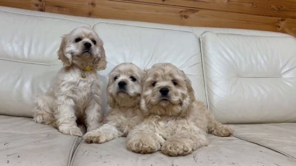 Как уговорить детей фотографироваться)