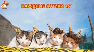 Нарядные Котики расслабляются на солнышке 🌞 🐈🐈🐈 (451)