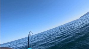 Iturup island bluefin tuna