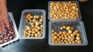 Выбираем лук-севок для посадки