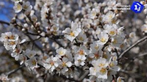 На фоне балаклавских гор в Севастополе зацвёл миндаль