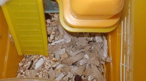 забывы хомяка часть 2