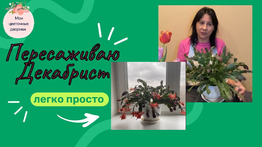 🌵Пересадка декабриста без заморочек.