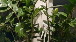 Прости мне, брат...