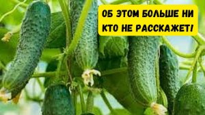 Урожай огурцов увеличится в РАЗЫ Сделайте это перед посевом