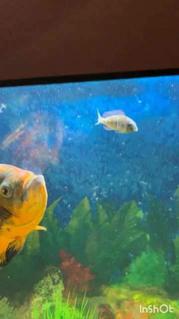 Мир аквариума !