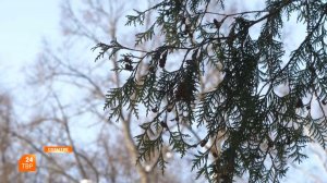 Прогноз погоды