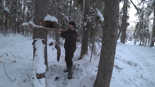 Охота на куницу капканами / Закрываю малый путик / 1,5 куницы смотреть онлайн