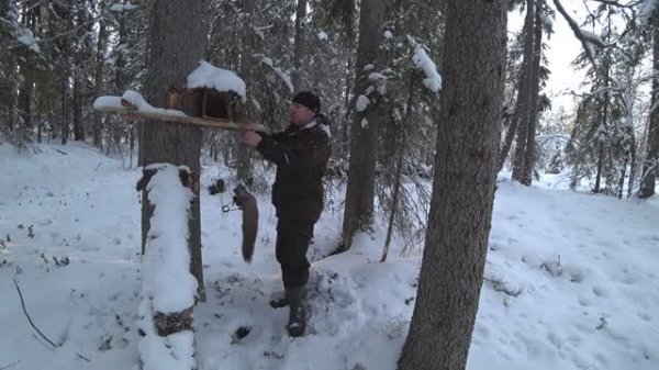 Охота на куницу капканами / Закрываю малый путик / 1,5 куницы