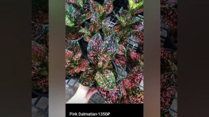 Обзор недорогих сортов Аглаонем. Совместная закупка Аглаонем 2026.