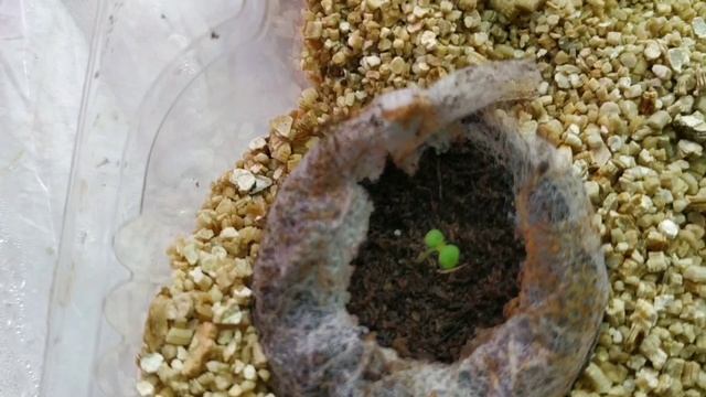 Мужчины, с праздником! Цветёт декабрист, растут петуньи. смотреть онлайн