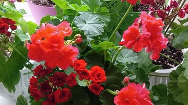 Уход за Пеларгонией