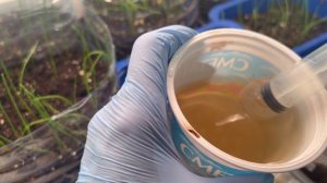 Первая подкормка лука чернушки.