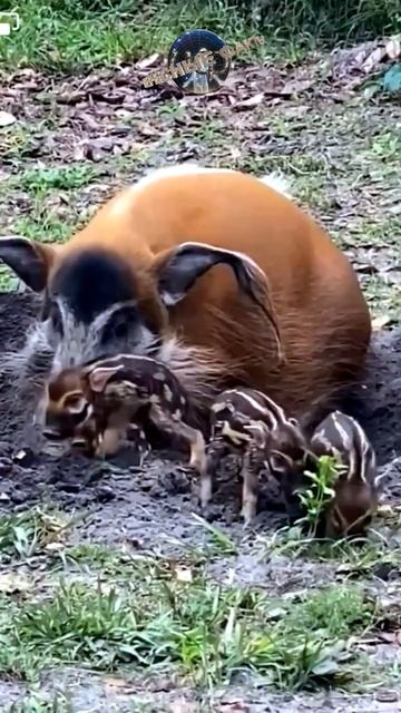 Кистеухая или речная свинья (@infackts)