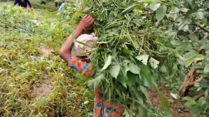 51серия/Жизнь в горной деревне Непала | в непальской бедной, но счастливой семье