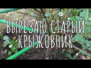 ИЗБАВЛЯЮСЬ от старого КРЫЖОВНИКА | атакует ПАРША