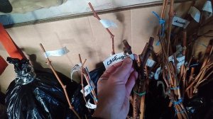 Новинки к-ш Карлита, Свобода, Мира.