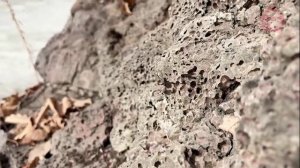 «По Уссурийскому краю». Шуфан.