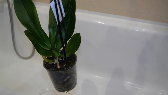 Какую орхидею прихватила с собой после обзора. Обработка новой. смотреть онлайн