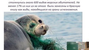 Янкина Александра 2 С1- Экосборка