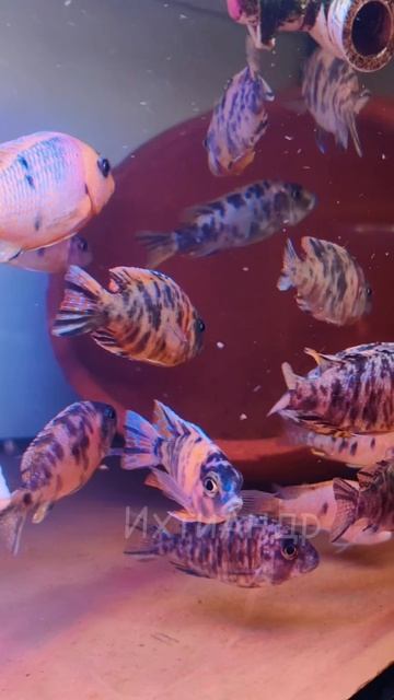 Мультиколоры моей селекции, свежий выводок, в этом поколении добавилось красноты.