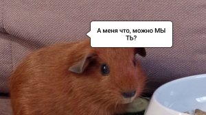 МОЖНО и КАК мыть морскую свинку?/Морская Свинка Орешек