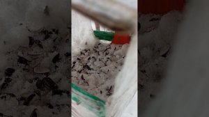 Небольшие зарисовки пополнения  кормушек кормом для воробьев, синиц и белочек (19.02.26.)