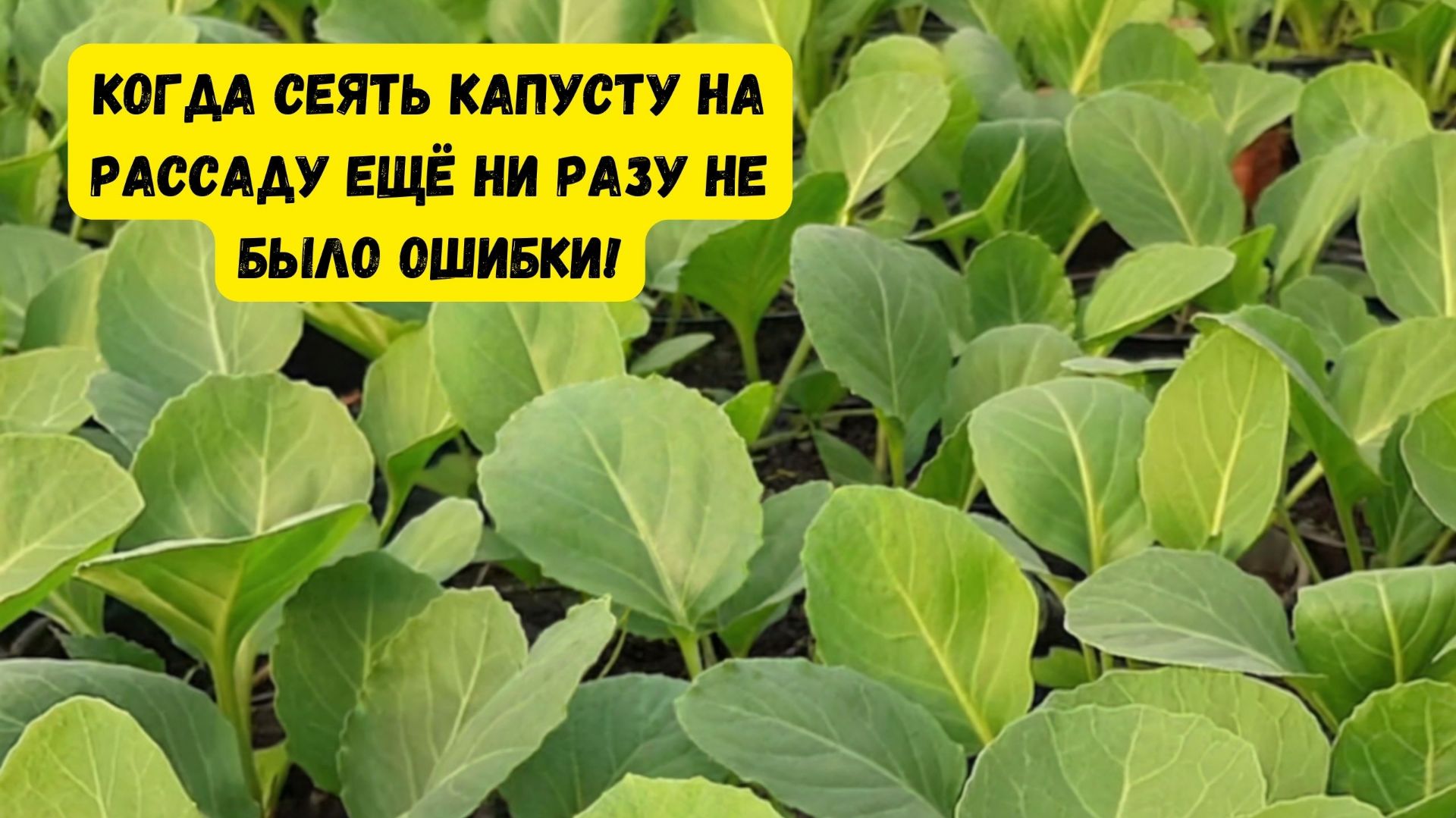 Когда сеять капусту на рассаду- точные сроки для любого региона смотреть онлайн
